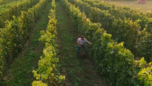 Farmer harvests bunches of grapes. Aerial drone view of wineyards fields top