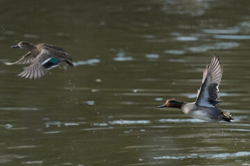 teal in the pond