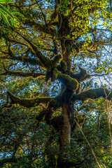 New Zealand tropical jungle forest. Green natural background.