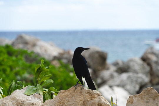 PAJARO 