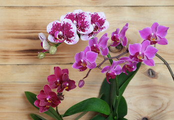 Blooming Phalaenospsis orchids in raspberry white on a wooden background, selective focus, horizontal orientation.