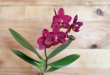 Mini phalaenopsis with maroon flowers and buds, variety Lucky 555 in a pot on a wooden background, selective focus, horizontal orientation.