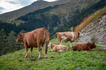Beautiful swiss cows. Alpine meadows. farm