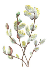 Watercolor Easter willow with flowers and buds