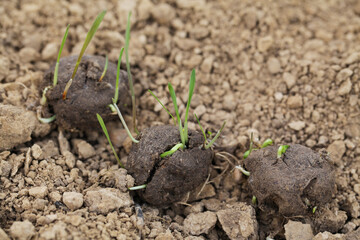 Seed ball plantation. Seed bombs on dry soil