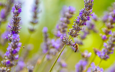 honeybee and lavender