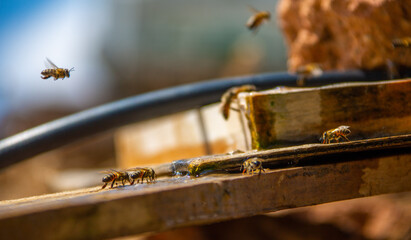 honeybee and lavender