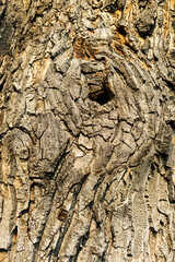 Oak Tree Bark Creates a Beautiful Background Texture