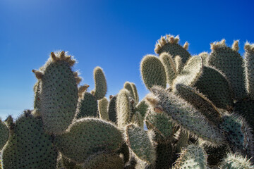 Cactuses in the sun