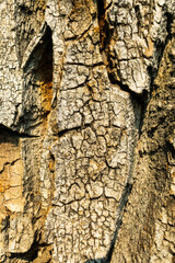 Oak Tree Bark Creates a Beautiful Background Texture