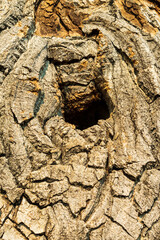 Oak Tree Bark Creates a Beautiful Background Texture