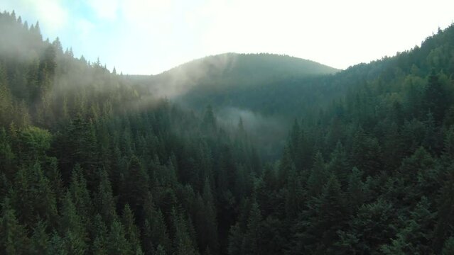 Flight over mountains covered with coniferous forest. Mist rises over the mountain slopes at sunrise