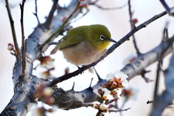 white eye on the branch