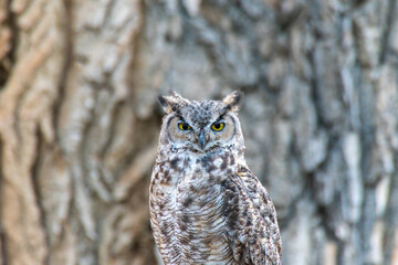 Great Horned Owl, Wyoming USA