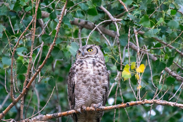 Great Horned Owl, Wyoming USA