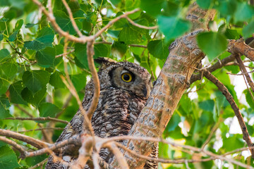 Great Horned Owl, Wyoming USA