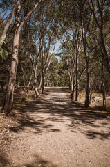 path in the forest