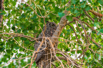 Great Horned Owl, Wyoming USA
