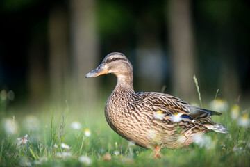 Duck walking among the field grasses and flowers
