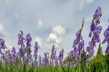 Naklejka premium Wild lilies in the field on a sunny day with some clouds