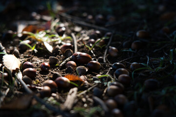 Tokyo,Japan - November 5, 2021: Fallen nuts of Quercus myrsinifolia on soil in the woods

