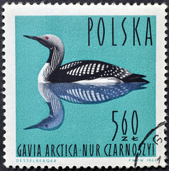 Cancelled postage stamp printed by Poland, that shows Black-throated Loon (Gavia arctica), circa 1964.