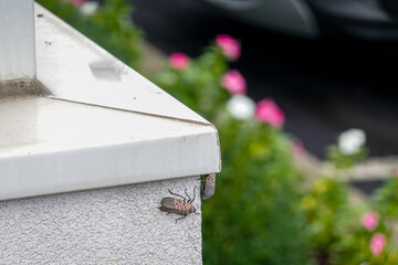 Two spotted lanternflys on a white wall