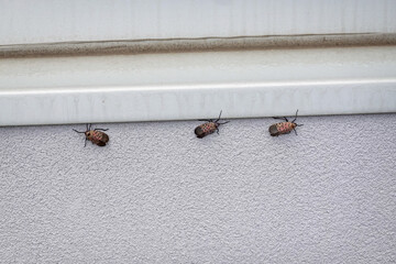 Two spotted lanternflys on a white wall