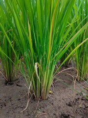 Nice view of rice plants in the afternoon, rice is the staple food of Indonesian people. This photo was taken on 04 February 2021