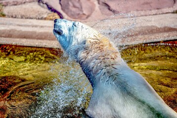 seal in water