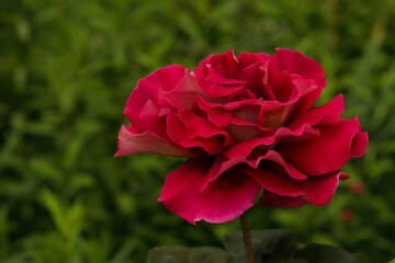 Red rose as a natural background
.Valentine's day. Bushes of bright blooming roses on sunny day. Natural floral background. Flower close up. Background with roses. Flower petals. Postcards. Greetings