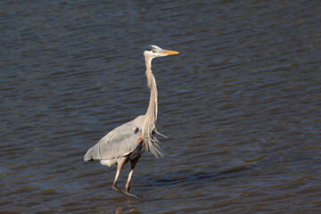 A great Blue Heron making the grounds on the shoreline
