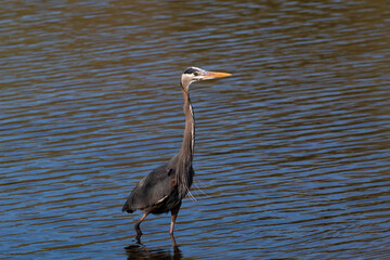 A great Blue Heron making the grounds on the shoreline