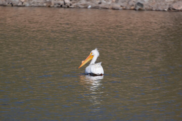 A white pelican floating in a lake