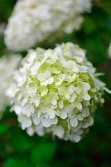 kwitnąca hortensja bukietowa, białe kwiaty, hydrangea paniculata © kateej