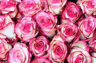 Many pink roses, floral background for a greeting card for Valentine's Day, birthday, wedding, etc., selective focus, horizontal orientation