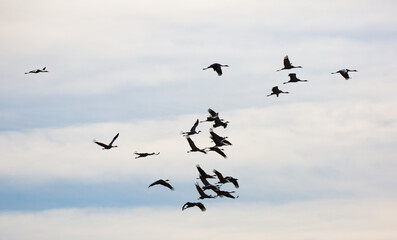 Large flock of cranes flying in sky. High quality photo