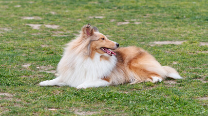 Cute Shetland sheepdog lying on green grass field.