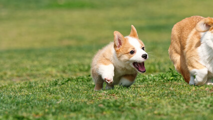 Naklejka na ściany i meble Cute puppy running on lawn, Corgi dog Pembroke welsh corgi chasing after its mother outdoor in summer park.