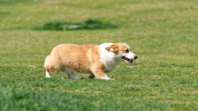Corgi dog Pembroke welsh corgi walking outdoor on meadows in summer park with ear backwards.