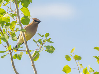 Cedar waxwing
