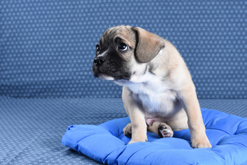 Funny sad guilty puppy sits on its blue doggy cushion on a denim background. Care, education of puppies concept. Studio.