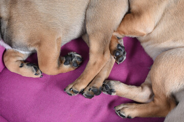 Close up of small puppies paws sleeping in their dog bed. Care, raising of puppies concept. Isolated on a pink. Studio.