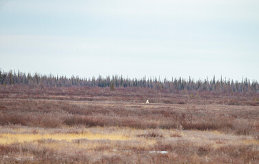 Lone Polar bear in sub arctic area of Hudson Bay