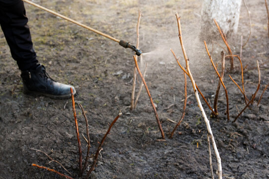 Farmer man spraying tree with manual pesticide sprayer against insects in spring garden. Agriculture and gardening An image of Chemical spraying