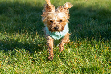 Blond female Yorkshire terrier dog running in a meadow, close up