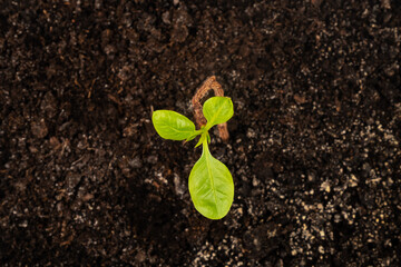 pistachio germination, top view of a young green plant close-up