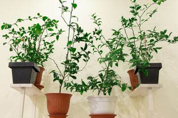 Fototapeta na wymiar House plants in pots.Tangerine tree at home. Tangerine branches.