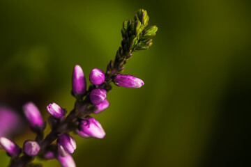 Heather twig with beautiful flowers on blurred background, closeup. Space for text