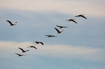 Fototapeta premium Migration of common cranes (Grus) from wintering. Birds flying in blue sky on spring day..